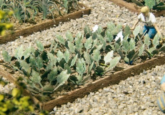 Picture of Kohlrabi Plants