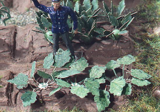 Picture of Rhubarb