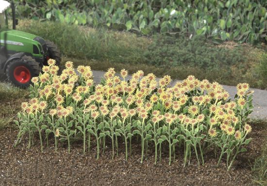 Picture of Sun Flowers