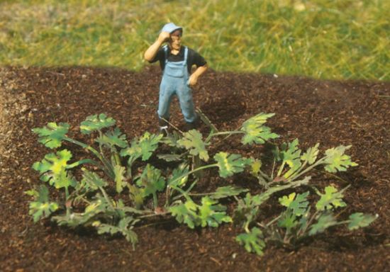 Picture of Zucchini Plants