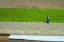 Picture of Master Grass Blend Summer Meadow