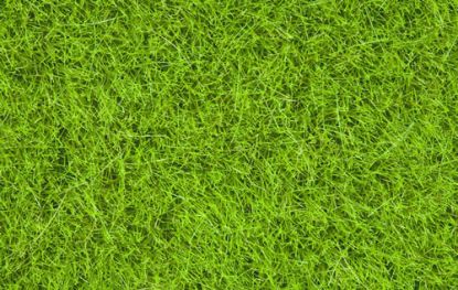 Picture of Wild Grass, bright green, 6 mm