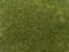 Picture of Wild Grass