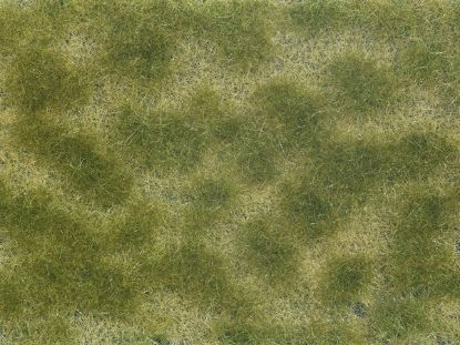 Picture of Foliage, Groundcover green-beige