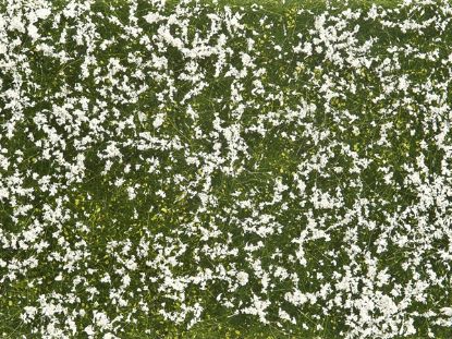 Picture of Foliage, Groundcover white Flowers