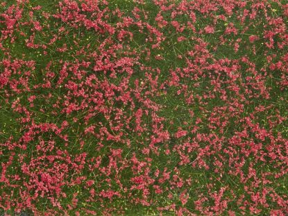 Picture of Foliage, Groundcover red Flowers