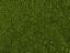 Picture of Leafy Foliage