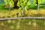 Picture of Natur+ Reeds