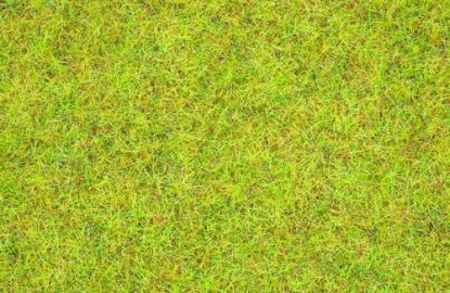 Picture of Scatter Grass Summer Meadow