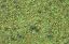 Picture of Scatter Grass Forest Floor