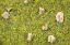Picture of Scatter Grass Alpine Meadow, 2,5 mm
