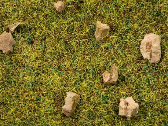 Picture of Scatter Grass Alpine Meadow