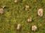 Picture of Scatter Grass Alpine Meadow
