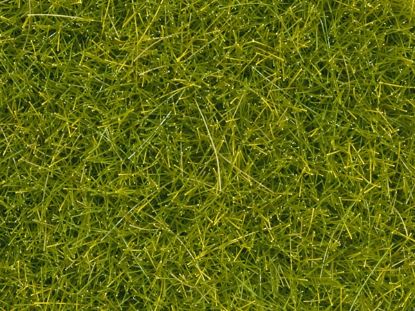 Picture of Scatter grass