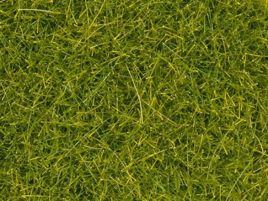 Picture of Scatter grass