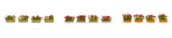 Picture of Flower Boxes, blooming red