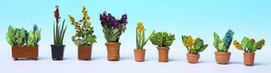 Picture of Ornamental Plants in Pots