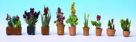 Picture of Ornamental Plants in Pots