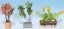 Picture of Ornamental Plants in Tubs