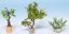 Picture of Ornamental Plants in Tubs