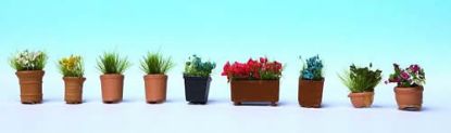 Picture of Flowers in Pots