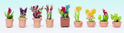 Picture of Ornamental Plants in Pots