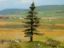 Picture of Nordic Fir Tree