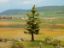 Picture of Spruce Tree