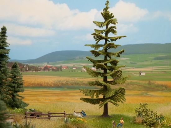 Picture of Spruce Tree