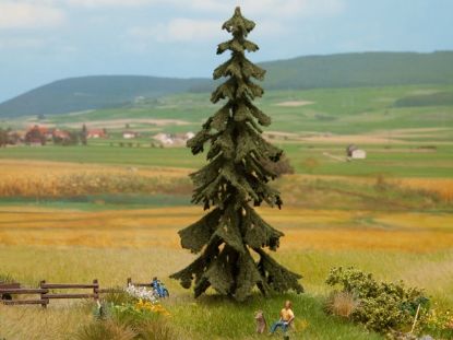 Picture of Spruce Tree