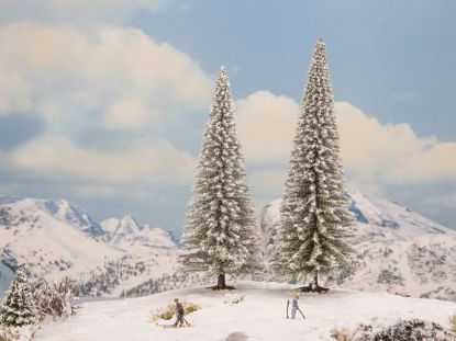 Picture of Snowy Fir Trees