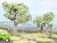Picture of Olive Trees