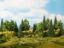 Picture of Mixed Forest