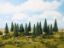 Picture of Fir Trees