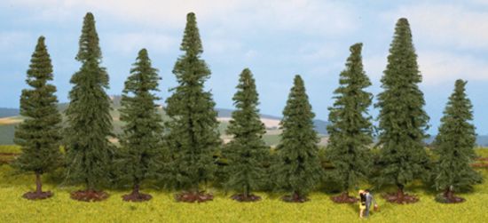 Picture of Fir Trees