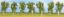 Picture of Birch Trees