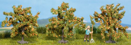 Picture of Orange Trees