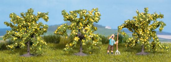 Picture of Lemon Tree