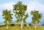 Picture of Birch Trees
