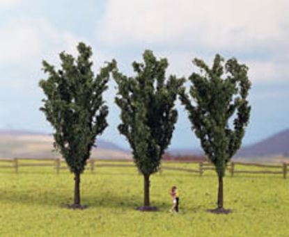 Picture of Poplars