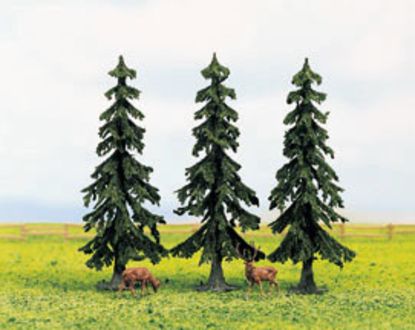 Picture of Spruce Trees