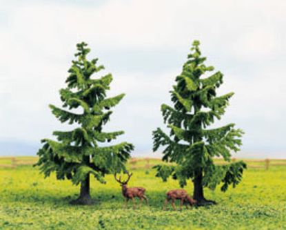 Picture of Spruce Trees