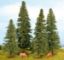 Picture of Fir Trees