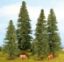 Picture of Fir Trees