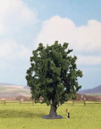 Picture of Oak Tree