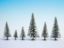 Picture of Snowy Fir Trees