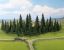 Picture of Model Spruce Trees, 50 pcs., 4 - 10 cm high