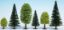Picture of Mixed Forest