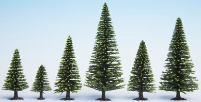 Picture of Model Spruce Trees