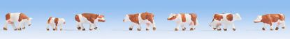 Picture of Cows, brown-white